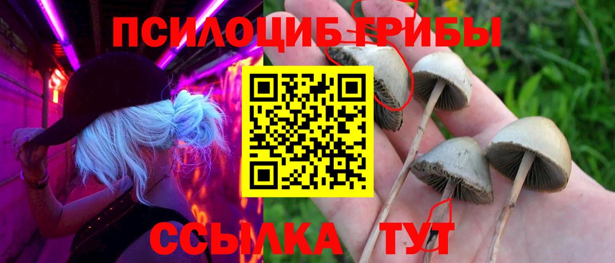 Псилоцибиновые грибы мицелий Борзя